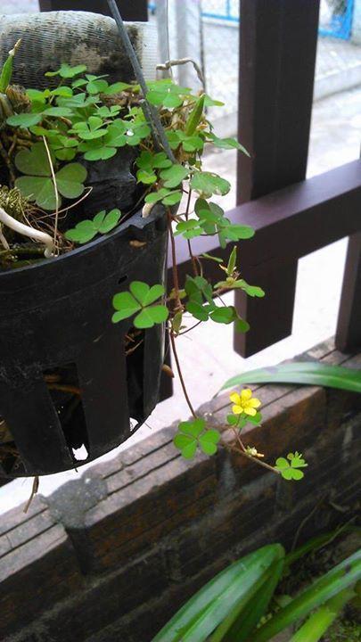 Thao Nguyen Phat Homestay Hoi An Exterior foto